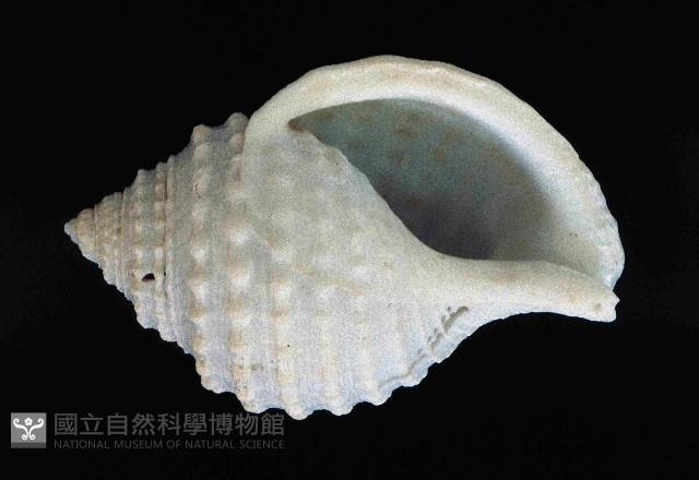 玉珠鼓螺(玉珠鶉螺)藏品圖，第3張
