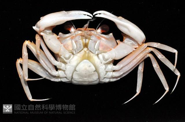 摩擦聲蟹藏品圖，第3張