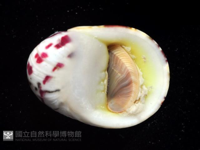 玉女蜑螺藏品圖，第3張