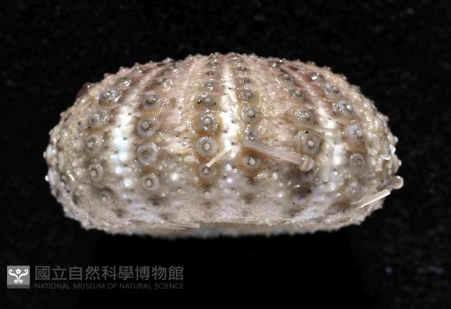 芮氏刻肋海膽藏品圖，第3張