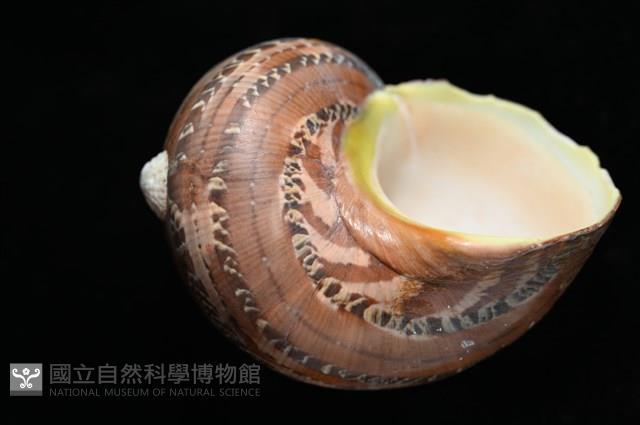 貓眼蠑螺藏品圖，第3張