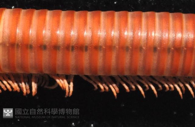 磚紅厚甲馬陸藏品圖，第3張