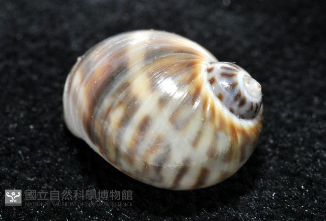小灰玉螺藏品圖，第3張