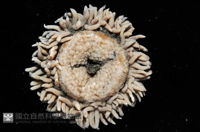 未知種海葵(海葵目)藏品圖，第3張