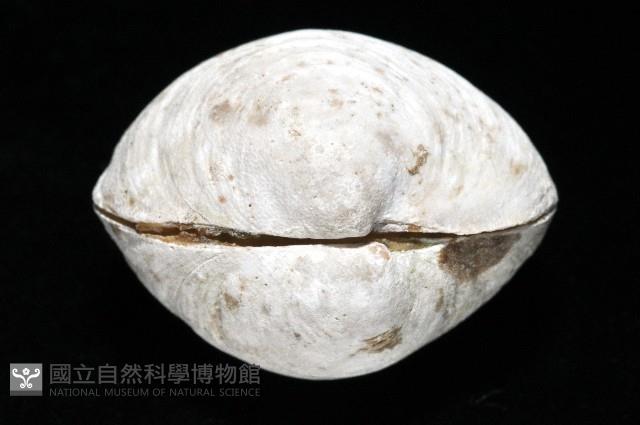 無齒滿月蛤藏品圖，第3張