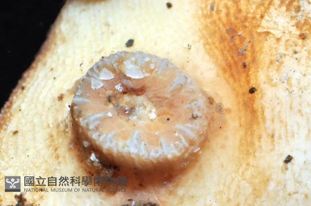 飯島氏樹珊瑚藏品圖，第3張