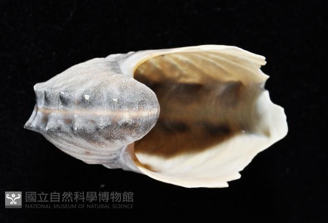 闊船蛸藏品圖，第3張