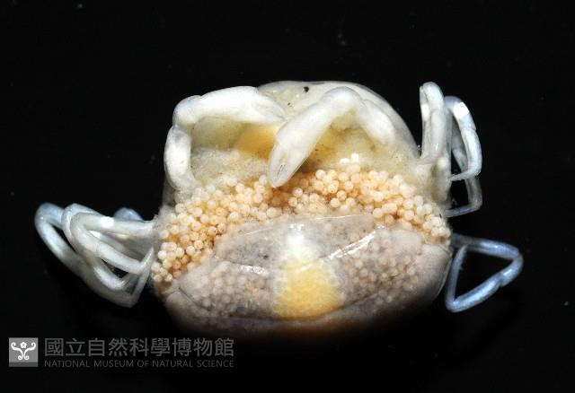 中華蚶豆蟹藏品圖，第3張