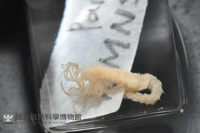 梧棲搓蟄蟲藏品圖，第3張