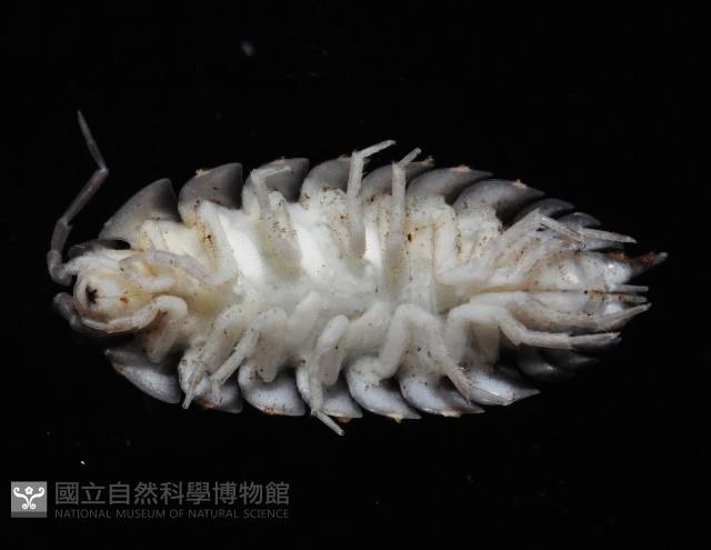 糙瓷鼠婦藏品圖，第3張