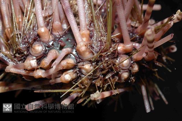 環刺棘海膽藏品圖，第3張