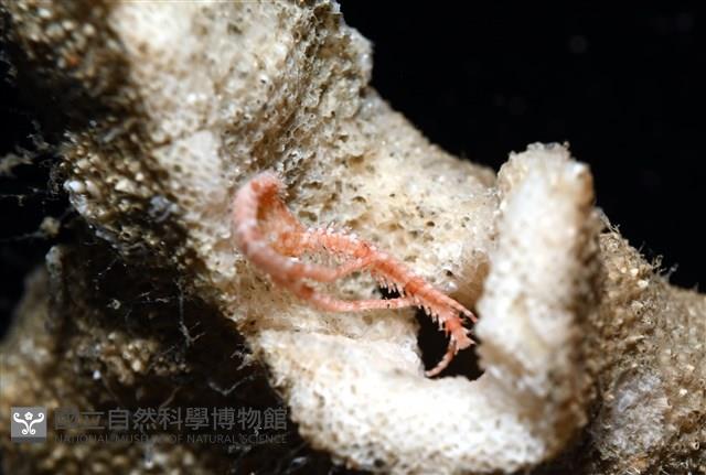 未知種輻蛇尾藏品圖，第3張