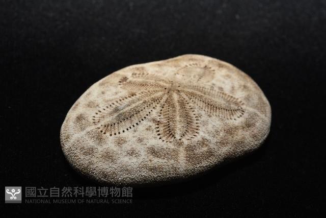 網楯海膽藏品圖，第3張