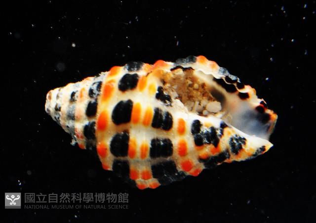 熊峨螺藏品圖，第3張