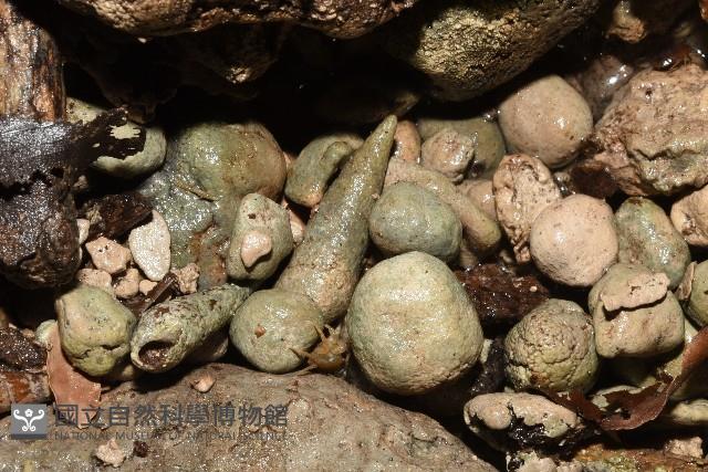 錐蜷藏品圖，第3張