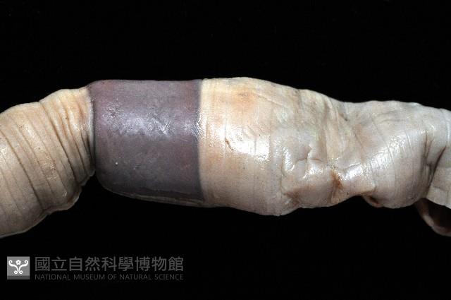 隘寮遠環蚓藏品圖，第3張