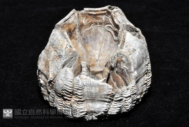 桶冠鯨藤壺藏品圖，第3張