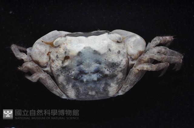 肥胖後相手蟹藏品圖，第3張
