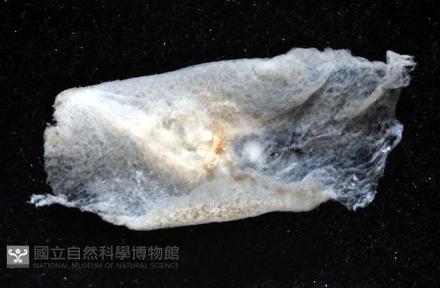大盤扁蟲藏品圖，第3張