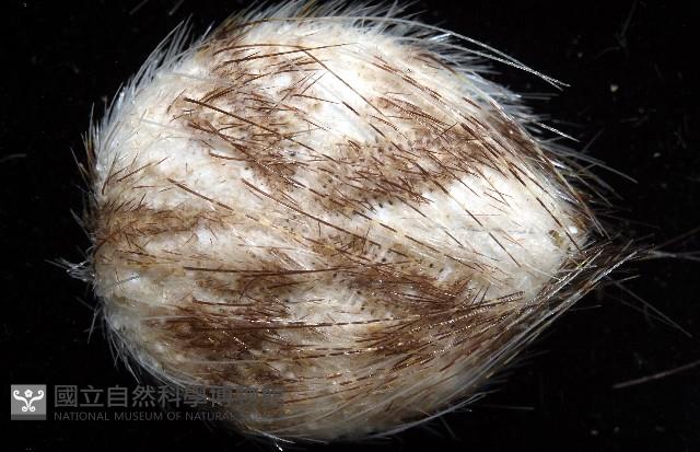 扁仙壺海膽藏品圖，第3張