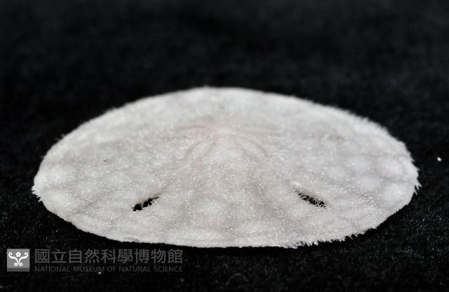 曼氏星盾(孔楯)海膽藏品圖，第3張