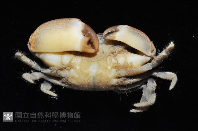 馬氏毛粒蟹藏品圖，第3張