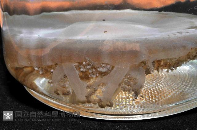 倒立水母(仙后水母)藏品圖，第3張