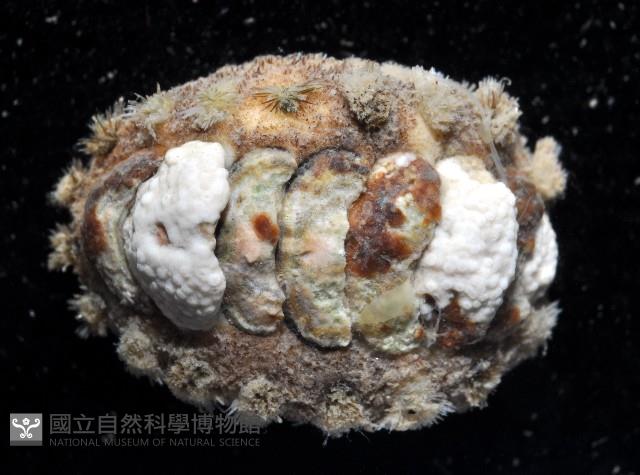 未知種毛膚石鱉藏品圖，第3張