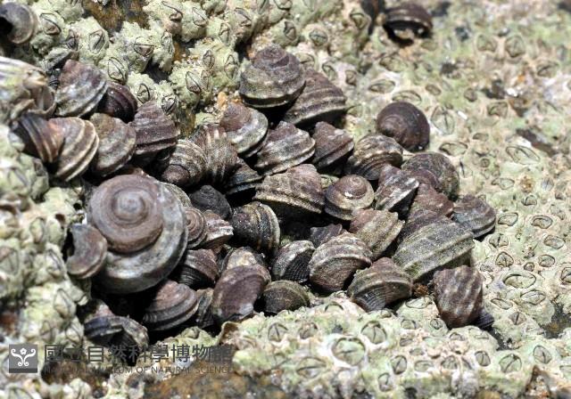 粗肋玉黍螺藏品圖，第3張