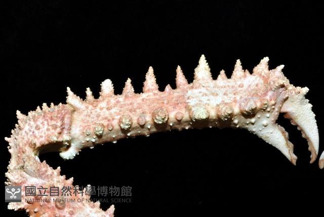 強壯菱蟹藏品圖，第3張