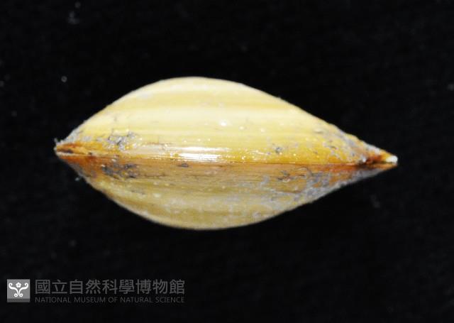 豌豆蛤之一種藏品圖，第3張