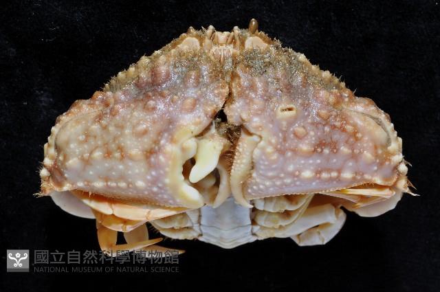 肝葉饅頭蟹藏品圖，第3張