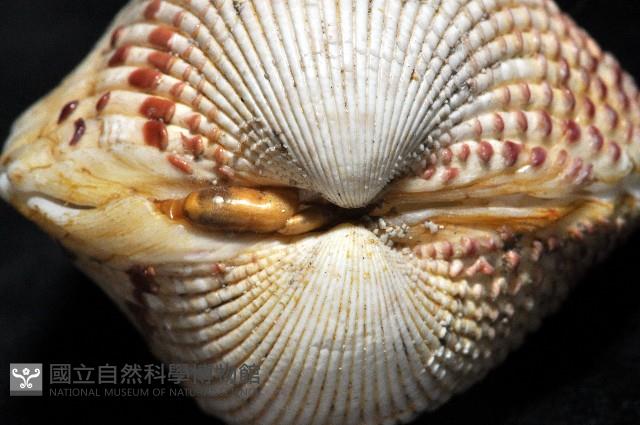 草莓鳥尾蛤藏品圖，第3張