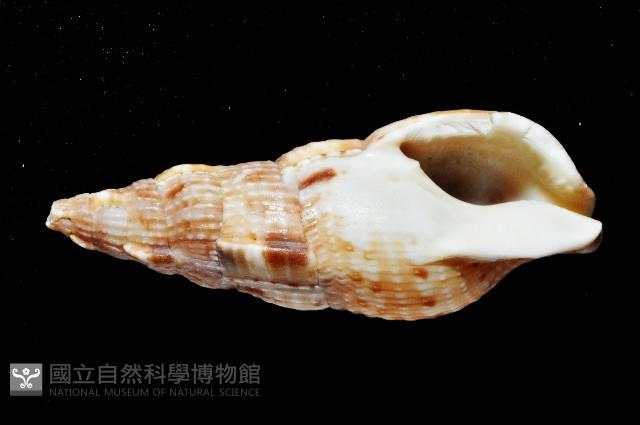 卡明氏布紋螺藏品圖，第3張