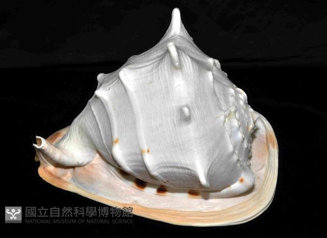 唐冠螺藏品圖，第3張
