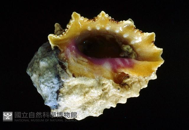 玫瑰岩螺藏品圖，第3張