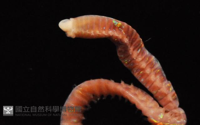 未知種吻沙蠶藏品圖，第3張
