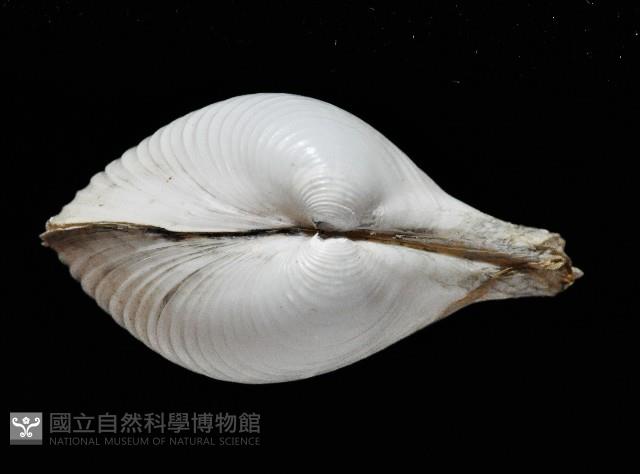 未知種杓蛤藏品圖，第3張