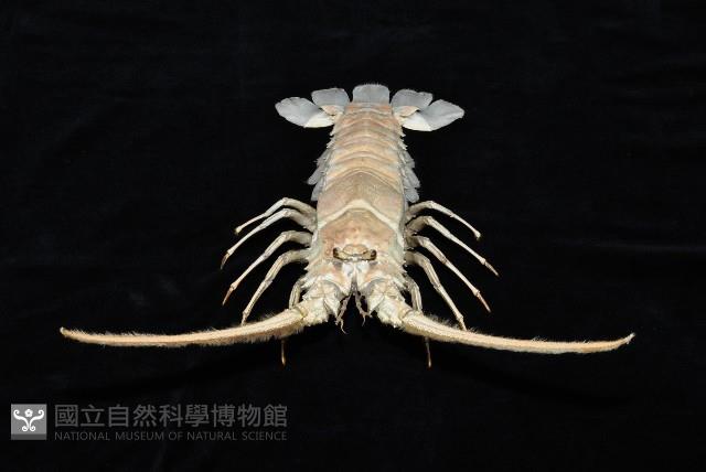 三角脊龍蝦藏品圖，第3張