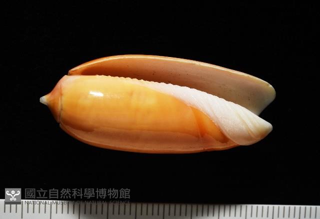 登錄號:007819-00130藏品圖，第3張