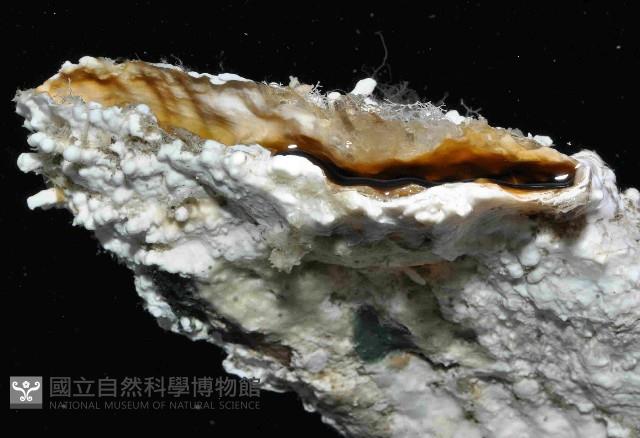 袋狀江珧蛤藏品圖，第3張