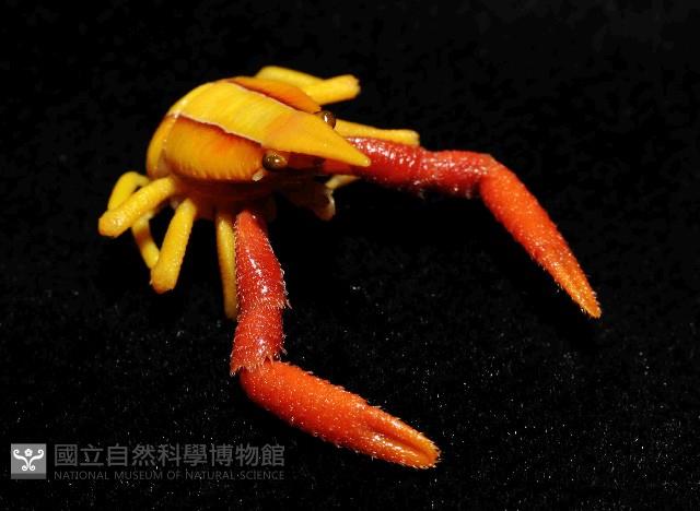 美麗異鎧蝦藏品圖，第3張