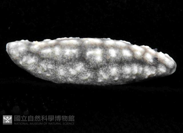丘凸小葉海蛞蝓藏品圖，第3張