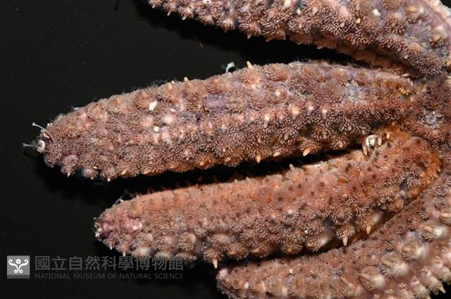 尖棘篩海盤車藏品圖，第3張