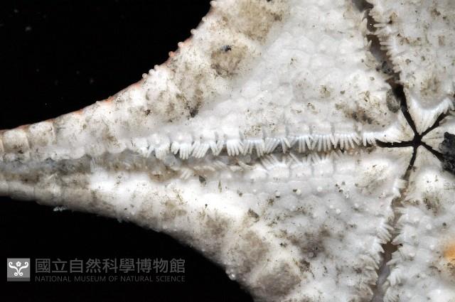 細(窄)花海星藏品圖，第3張
