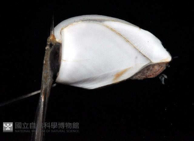 鵝茗荷藏品圖，第3張