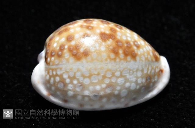 紫緣寶螺藏品圖，第3張