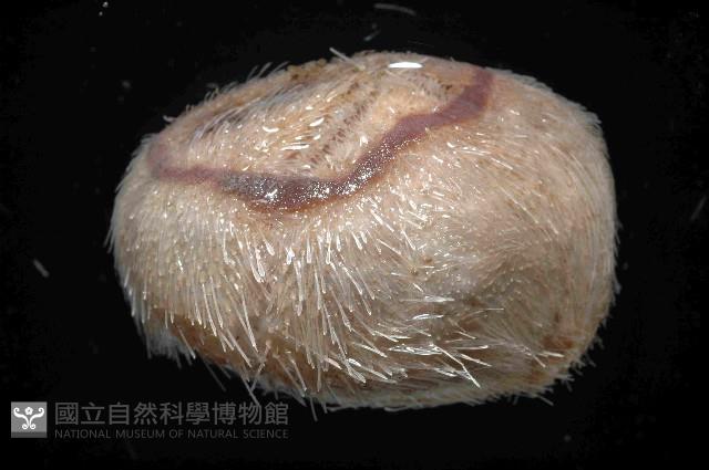 未知種高星海膽藏品圖，第3張