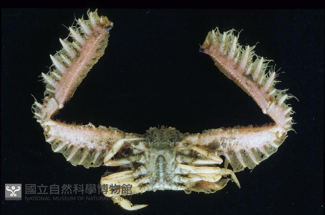短臂側棘蟹藏品圖，第3張