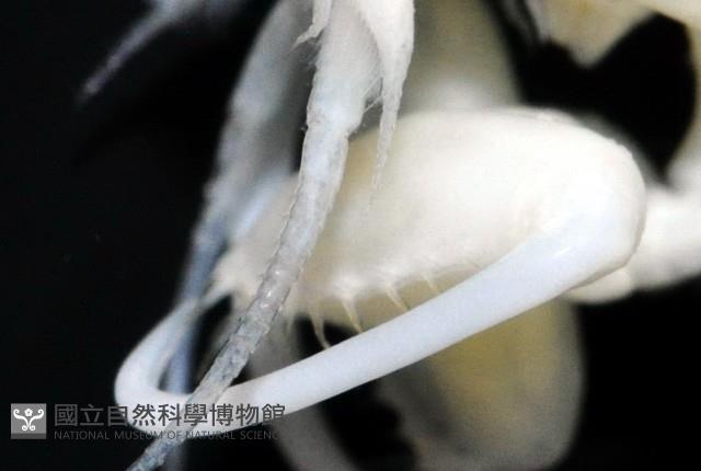未知種深海鉤蝦藏品圖，第3張